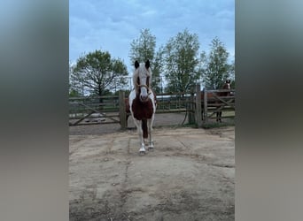 Andere Rassen Mix, Ruin, 9 Jaar, 155 cm, Gevlekt-paard