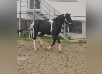 Sonstige Rassen Mix, Wallach, 9 Jahre, 157 cm, Schecke