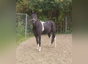 Sonstige Rassen Mix, Wallach, 9 Jahre, 157 cm, Schecke