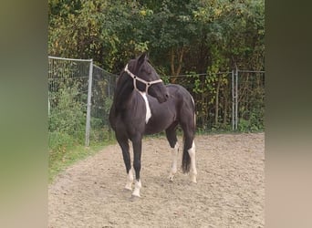 Sonstige Rassen Mix, Wallach, 9 Jahre, 157 cm, Schecke