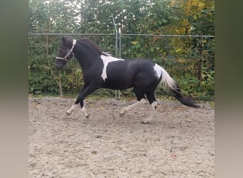 Sonstige Rassen Mix, Wallach, 9 Jahre, 157 cm, Schecke