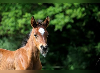 Andra fullblod, Hingst, Föl (05/2024), 153 cm, Brun