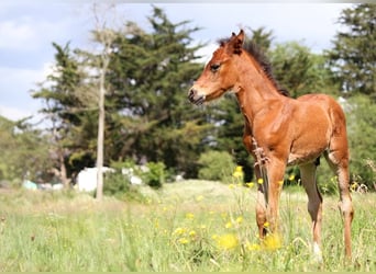 Andra fullblod, Hingst, Föl (05/2024), 153 cm, Brun