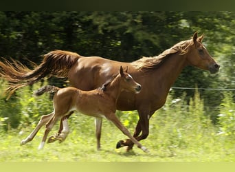 Andra fullblod, Hingst, Föl (05/2024), 153 cm, Brun