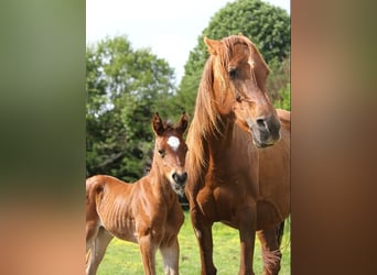 Andra fullblod, Hingst, Föl (05/2024), 153 cm, Brun