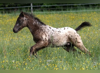 Andra fullblod, Hingst, Föl (02/2024), 155 cm, Leopard-Piebald