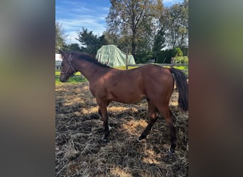 Andra fullblod, Hingst, Föl (04/2024), Brun