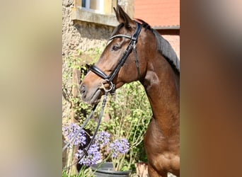 Andra fullblod, Sto, 8 år, 164 cm, Brun