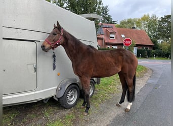 Andra fullblod, Sto, 8 år, 164 cm, Brun