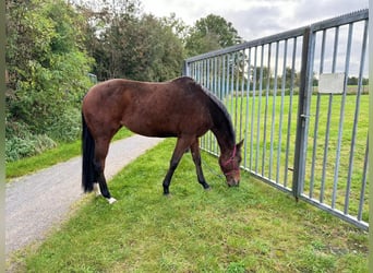 Andra fullblod, Sto, 8 år, 164 cm, Brun