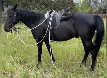 Andra fullblod Blandning, Valack, 10 år, 163 cm, Svart