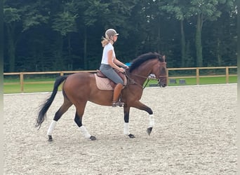 Andra fullblod, Valack, 10 år, 165 cm, Brun