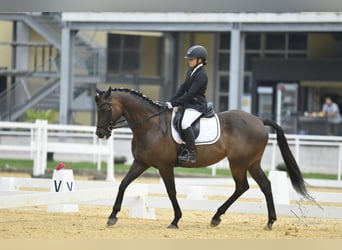 Andra fullblod, Valack, 15 år, 163 cm, Fux