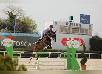 Andra fullblod, Valack, 5 år, 165 cm, Mörkbrun