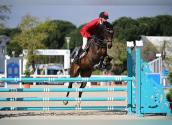 Andra fullblod, Valack, 5 år, 165 cm, Mörkbrun