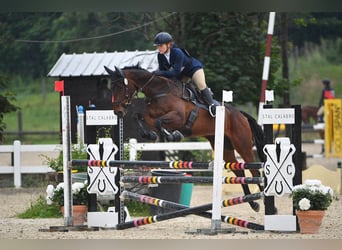 Andra fullblod, Valack, 5 år, 166 cm, Mörkbrun