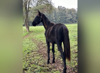 Andra raser, Hingst, 1 år, 150 cm, Svart