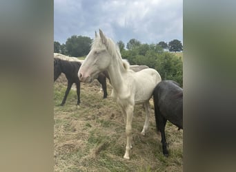 Andra raser Blandning, Hingst, 1 år, 155 cm, Cremello