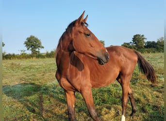 Andra raser, Hingst, 1 år, 165 cm, Brun