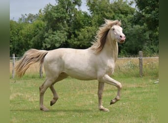 Andra raser, Hingst, 2 år, 160 cm, Champagne