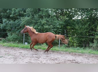 Andra raser Blandning, Hingst, 3 år, 146 cm, fux