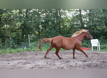 Andra raser Blandning, Hingst, 3 år, 146 cm, fux