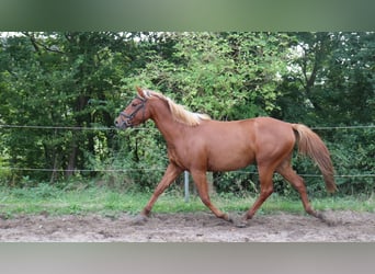 Andra raser Blandning, Hingst, 3 år, 146 cm, fux