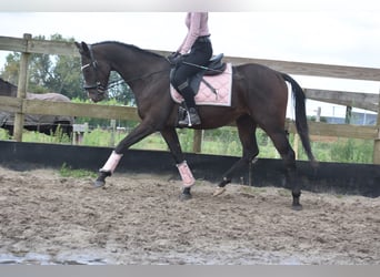 Andra raser, Hingst, 3 år, 151 cm, Mörkbrun