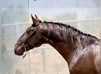 Andra raser, Hingst, 3 år, 163 cm, Svart