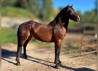 Andra raser, Hingst, 3 år, Brun