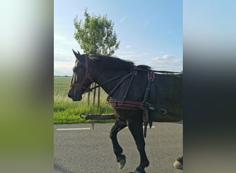 Andra raser, Hingst, 6 år, 168 cm, Brun