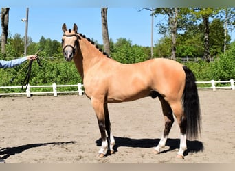 Andra raser, Hingst, 8 år, 145 cm, Gulbrun