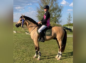 Andra raser, Hingst, 8 år, 145 cm, Gulbrun