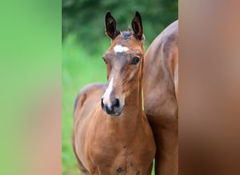 Andra raser, Hingst, Föl (06/2024)