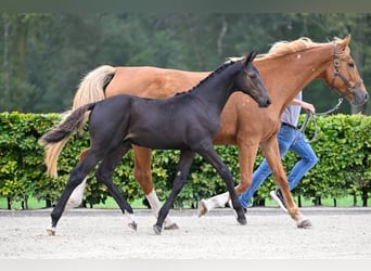 Andra raser, Hingst, Föl (05/2024)