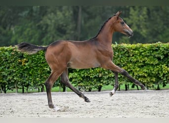 Andra raser, Hingst, Föl (05/2024)