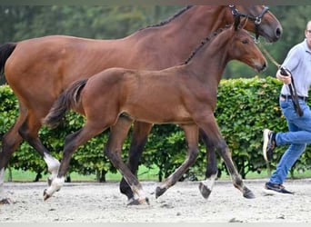 Andra raser, Hingst, Föl (06/2024)