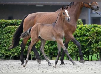 Andra raser, Hingst, Föl (05/2024)