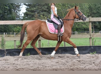 Andra raser, Sto, 10 år, 163 cm, fux