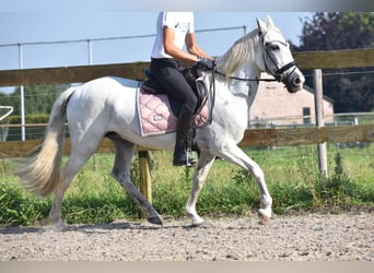 Andra raser, Sto, 11 år, 148 cm, Vit