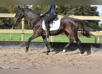Andra raser, Sto, 12 år, 162 cm, Mörkbrun