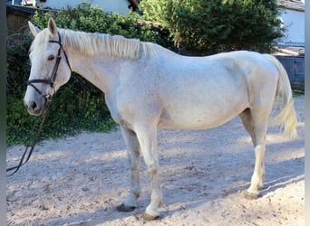 Andra raser, Sto, 12 år, 166 cm, Gråskimmel