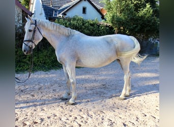 Andra raser, Sto, 12 år, 166 cm, Gråskimmel