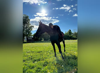 Andra raser, Sto, 12 år, 170 cm, Svart