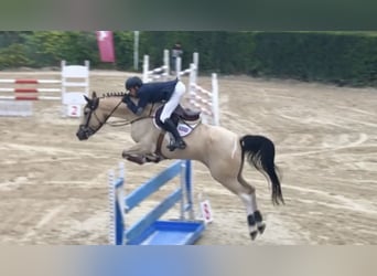Andra raser, Sto, 17 år, 167 cm, Cremello