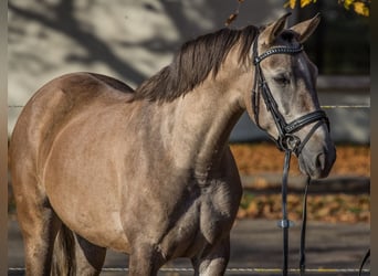 Sonstige Rassen, Stute, 3 Jahre, 145 cm, Kann Schimmel werden