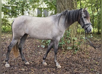 Sonstige Rassen, Stute, 3 Jahre, 146 cm, Schimmel