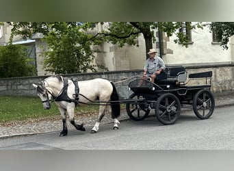 Andra raser Blandning, Sto, 3 år, 153 cm, Black