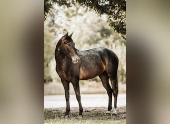 Andra raser Blandning, Sto, 3 år, 155 cm, Brun