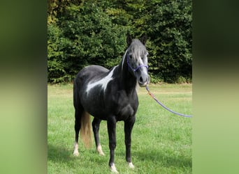 Andra raser Blandning, Sto, 4 år, 143 cm, Pinto